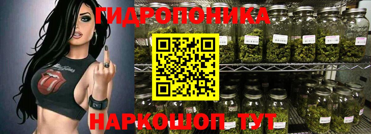 Канабис сатива Кингисепп